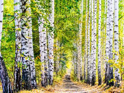 Allergie und Umwelt, Zwischen Blütenpollen und Feinstaub